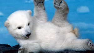 ---bear-polar-baby-2438