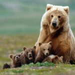 Grizzly bear sow with four cubs near Moraine Creek, Katmai Natio
