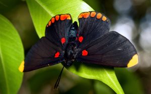 ---black-butterfly-7288