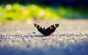 ---black-butterfly-photos-7286