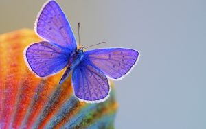 blue-butterfly-2880x1800-macro-hd-3552