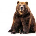 brown-bear-2560x1600-hd-6766