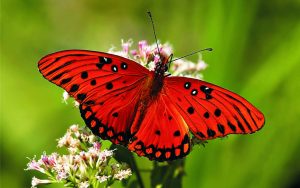 ---butterfly-13905