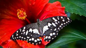 butterfly-2560x1440-bright-red-hibiscus-bloom-3503