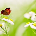 butterfly-2560x1440-white-daisies-5k-6170