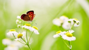 butterfly-2560x1440-white-daisies-5k-6170