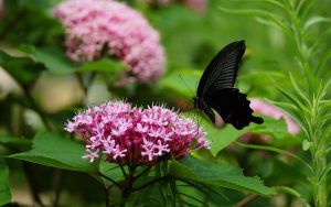 ---butterfly-black-7517