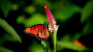 ---butterfly-on-flower--7521