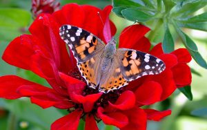 ---butterfly-red-flower-7523
