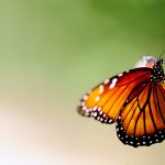 ---butterfly-wallpapers-837
