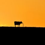 ---cow-sunset-153