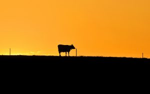 ---cow-sunset-153