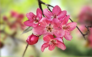 ---crabapple-blooms-14262