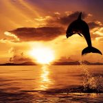 ---dolphin-in-sunset-8402