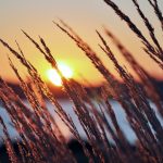 ---lakeside-sunset-grass-4441