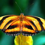 ---orange-black-butterfly-452
