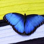 ---papillon-butterfly-16151