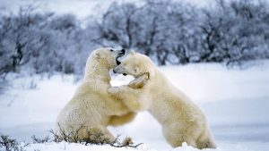 ---polar-bear-11287