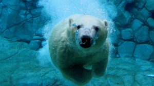 ---polar-bear-11289