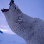 polar-bear-2560x1440-roaring-4k-6120