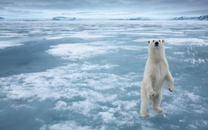 Polar Bear, Nordauslandet, Svalbard, Norway