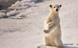 ---polar-bear-baby-5244