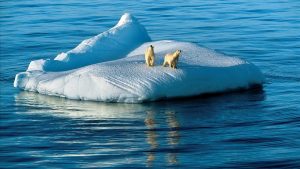 ---polar-bears-on-ice-1351