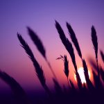 ---purple-sunset-5305