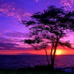 ---purple-sunsets-16332