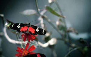 ---red-black-butterfly-11521