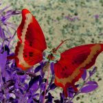 ---red-butterfly-pictures-11525