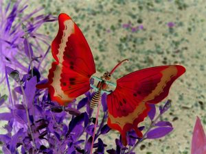---red-butterfly-pictures-11525