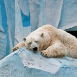 ---sleeping-polar-bear-11937