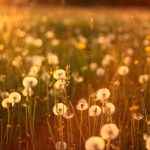 ---sunset-dandelions-field-nature-12298