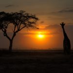 ---sunset-giraffe-tree-photo-16850