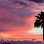 ---sunset-palms-12303