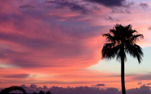 ---sunset-palms-12303