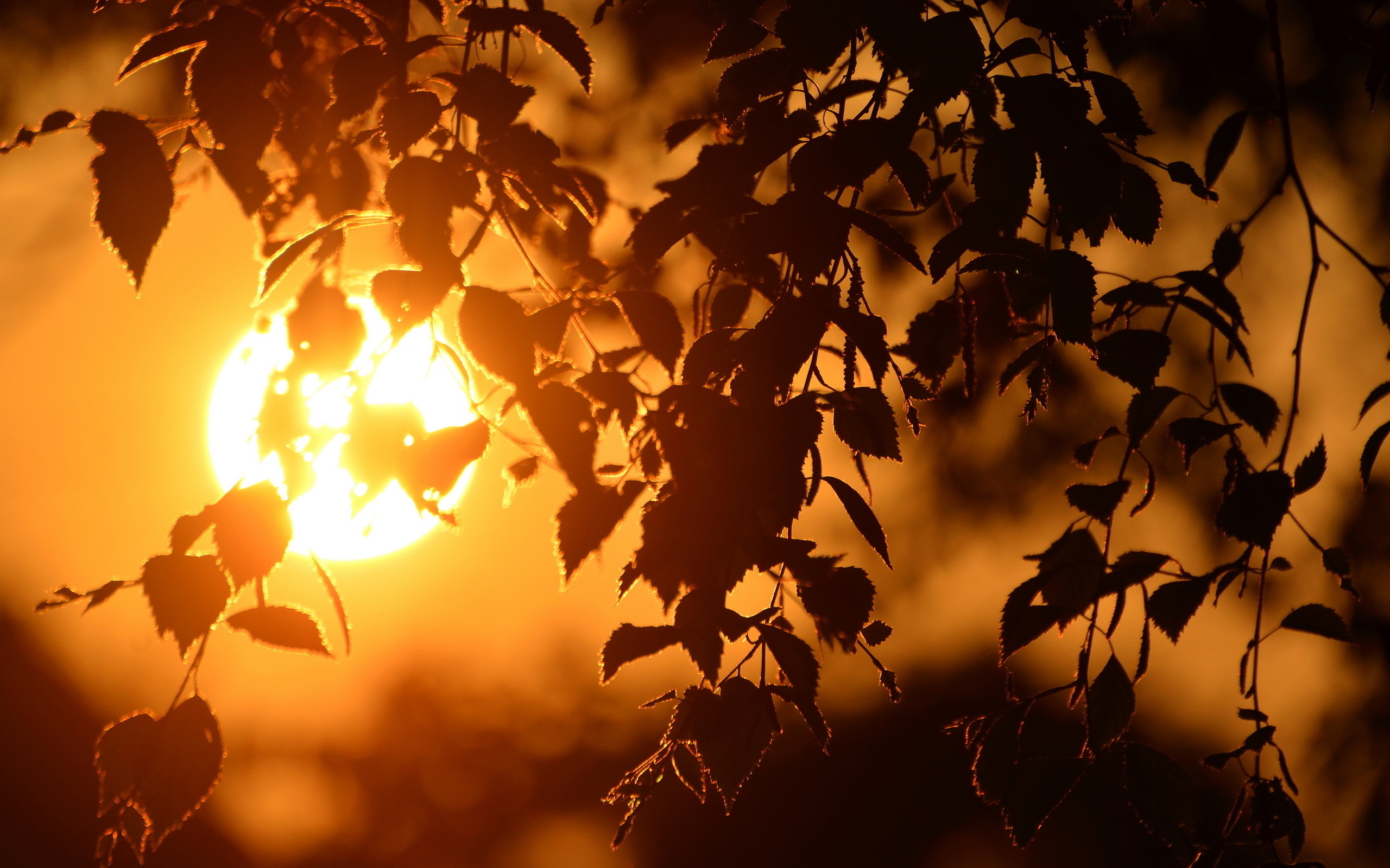 березы закат birch sunset скачать