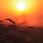 ---wheat-field-nature-light-sun-sky-sunset-17174