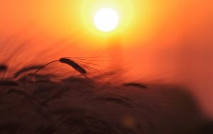 ---wheat-field-nature-light-sun-sky-sunset-17174