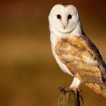 ---barn-owl-beautiful-bird-13462