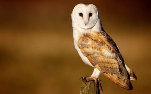 ---barn-owl-beautiful-bird-13462