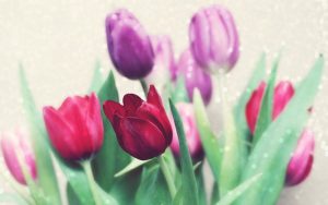 ---beautiful-tulips-flowers-7159