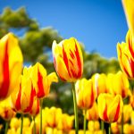 ---beautiful-tulips-garden-7161