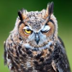 ---bird-look-owl-7254