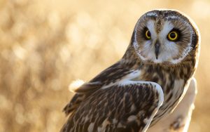 ---bird-owl-7261