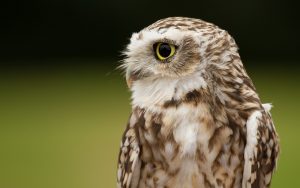 ---close-up-owl-14092