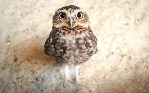 ---cute-baby-owl-3250