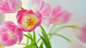 ---cute-pink-tulips-14362