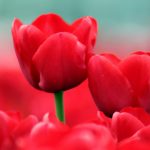 ---early-tulips-8488
